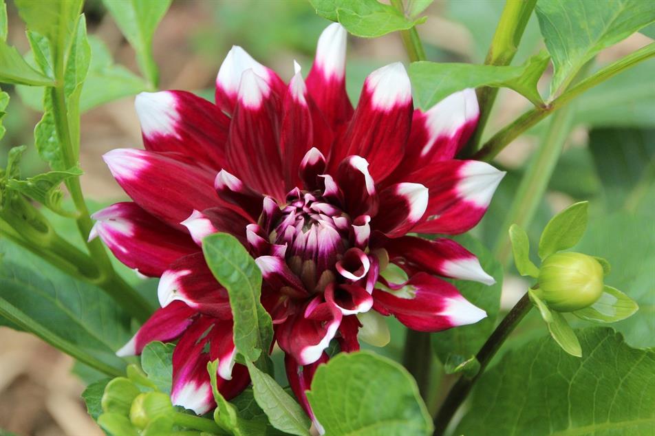 Dahlia 'Duet'